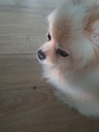 펫21 그로그로 5종 강아지 고양이 반려동물 한방 영양제 — 5점을 준 리뷰어가 2021년 11월 올린 사용 사진