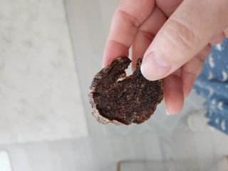 [졸리졸리] 말고기 육포 간식 (HORSE MEAT JERKY) — 5점을 준 리뷰어가 2023년 1월 올린 사용 사진