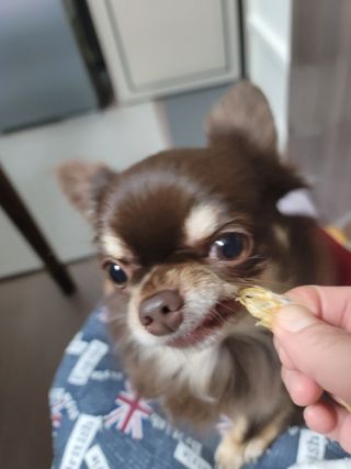 [펫시밀] 원물그대로 강원도 인제군 용대리 무염황태채 60g 강아지 고양이 프리미엄 수제간식 — 5점을 준 리뷰어가 2023년 11월 올린 사용 사진