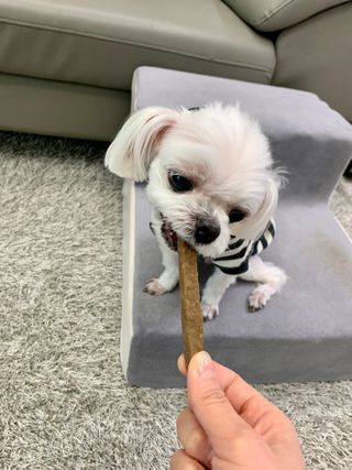 My Pet Care 천연단백질 치아건강에 개좋아 — 5점을 준 리뷰어가 2021년 1월 올린 사용 사진
