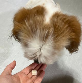 [펫시밀] 원물그대로 영양듬뿍 진공동결건조 북어트릿75g,치킨트릿100g,연어트릿75g 강아지 고양이 간식 — 4.5점을 준 리뷰어가 2023년 5월 올린 사용 사진