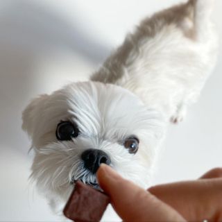 My Pet Care 천연단백질 눈건강에 개좋아 — 5점을 준 리뷰어가 2021년 2월 올린 사용 사진