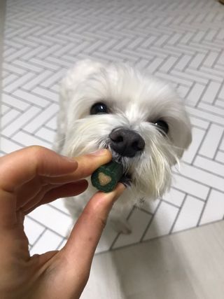댕댕이님이 올린 리뷰 사진 3