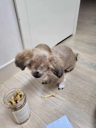 [펫시밀] 원물그대로 강원도 인제군 용대리 무염황태채 60g 강아지 고양이 프리미엄 수제간식 — 5점을 준 리뷰어가 2023년 11월 올린 사용 사진
