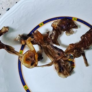 [졸리졸리] 말고기 육포 간식 (HORSE MEAT JERKY) — 5점을 준 리뷰어가 2023년 1월 올린 사용 사진