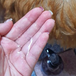 마리앤루이펫샴푸 [mari and louie pet shampoo] — 5점을 준 리뷰어가 2021년 5월 올린 사용 사진