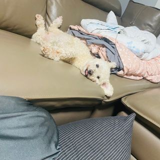 펫에이블 데일리바이트 키토 [비프], [치킨] — 4.5점을 준 리뷰어가 2021년 8월 올린 사용 사진