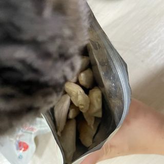 [펫시밀] 원물그대로 영양듬뿍 진공동결건조 치킨텐더100g, 열빙어트릿100g 강아지 고양이 간식 — 5점을 준 리뷰어가 2023년 5월 올린 사용 사진