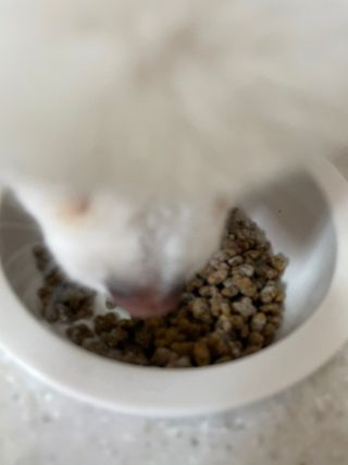 My Pet Care 모발과 모질 피부건강에 개좋아 — 5점을 준 리뷰어가 2021년 2월 올린 사용 사진