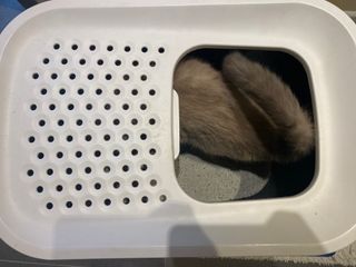 최고의야옹님이 올린 리뷰 사진 3