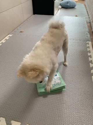 My Pet Care 천연단백질 눈건강에 개좋아 — 4점을 준 리뷰어가 2021년 2월 올린 사용 사진