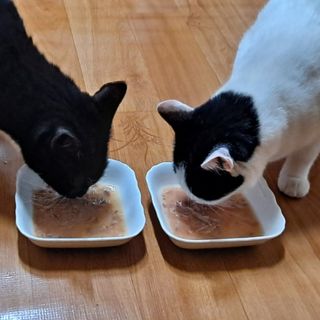 비타크래프트 고양이 수프 50g 3가지맛 x4팩씩 총 12팩 — 5점을 준 리뷰어가 2021년 10월 올린 사용 사진