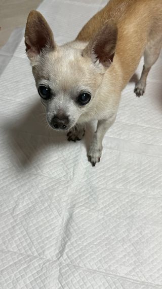 꽃사과님이 올린 리뷰 사진 1