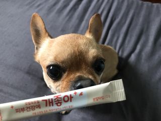 My Pet Care 모발과 모질 피부건강에 개좋아 — 5점을 준 리뷰어가 2021년 4월 올린 사용 사진