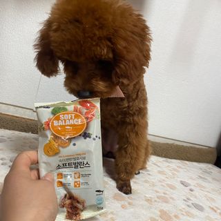 씨디랩 속이 편한 강아지 사료 소프트발란스 기호성 좋은 발효사료 피부와 위장 관절과 위장 — 5점을 준 리뷰어가 2021년 3월 올린 사용 사진