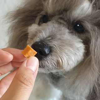 페페로니 진짜 오메가3 연어+소고기 180g+180g — 5점을 준 리뷰어가 2021년 7월 올린 사용 사진