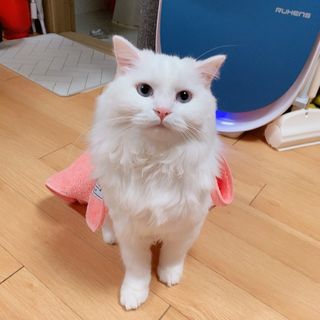코코몰리 보들보들 초극세사 프리미엄 펫전용 타올 — 5점을 준 리뷰어가 2021년 1월 올린 사용 사진