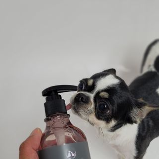 마리앤루이펫샴푸 [mari and louie pet shampoo] — 5점을 준 리뷰어가 2021년 6월 올린 사용 사진