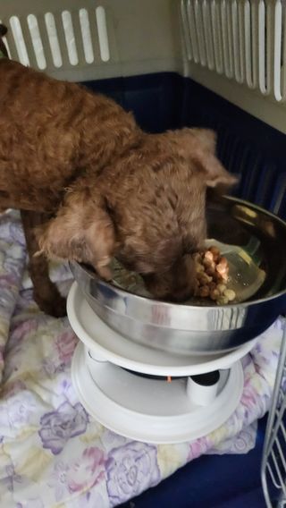 [레모나] 강아지 레모나 강아직 영양 간식 4종 택 1 — 5점을 준 리뷰어가 2023년 12월 올린 사용 사진