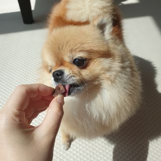 My Pet Care 천연단백질 눈건강에 개좋아 — 4점을 준 리뷰어가 2021년 4월 올린 사용 사진