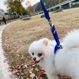 오랑이님이 올린 리뷰 사진 4