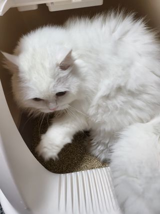 브라우니모래 [브라우니] 고양이 카사바모래 브라우니 천연 응고형 모래  6Lx2개 — 5점을 준 리뷰어가 2023년 11월 올린 사용 사진