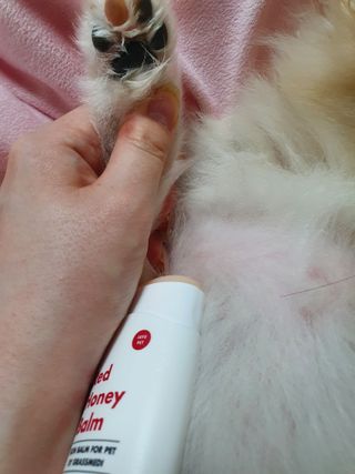 [레드허니밤]자유펫 고양이 강아지 발바닥 밤 14g — 4점을 준 리뷰어가 2021년 10월 올린 사용 사진
