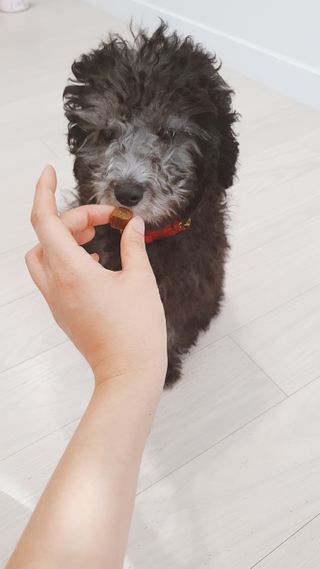My Pet Care 천연단백질 관절건강에 개좋아 — 4점을 준 리뷰어가 2021년 1월 올린 사용 사진
