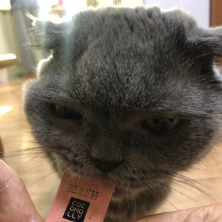 코코몰리 고양이 구강• 헤어볼 데일리 /신장• 요로 데일리 — 5점을 준 리뷰어가 2021년 1월 올린 사용 사진