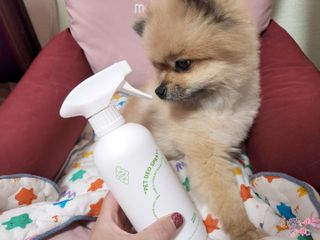 [푸푸몬스터](선물세트) 비건 펫 데오 스프레이(탈취제) 500ml (유향/무향 택 1)+산책 물통+메시지카드 — 4점을 준 리뷰어가 2022년 8월 올린 사용 사진