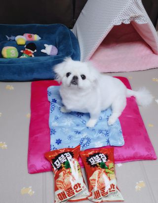 페키아름님이 올린 리뷰 사진 4