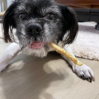 [펫시밀] 원물그대로 강원도 인제군 용대리 무염황태채 60g 강아지 고양이 프리미엄 수제간식 — 5점을 준 리뷰어가 2023년 11월 올린 사용 사진