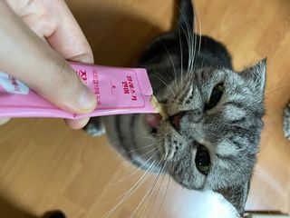 페페로니 잘 먹는 캣츄 - 알래스카 연어 24개입 — 4.5점을 준 리뷰어가 2021년 9월 올린 사용 사진