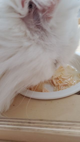 비타크래프트 고양이 수프 50g 3가지맛 x4팩씩 총 12팩 — 5점을 준 리뷰어가 2021년 8월 올린 사용 사진