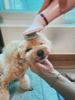 아베크 펫 강아지 고양이 애견 에어 브러쉬 드라이기 올인원 — 5점을 준 리뷰어가 2021년 7월 올린 사용 사진