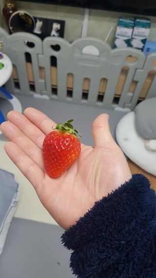 옳음 딸기 논산 설향 딸기 900g 산지직송 — 5점을 준 리뷰어가 2021년 1월 올린 사용 사진