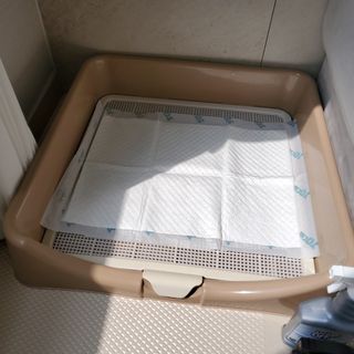 아베크 펫 와이드 프리미엄 중형 애견 강아지 배변 패드 54매 1팩 45g — 5점을 준 리뷰어가 2021년 7월 올린 사용 사진