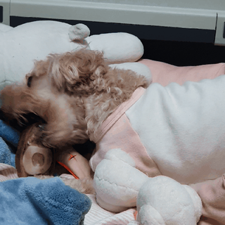 아코맘님이 올린 리뷰 사진 3