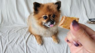 꿀냥이님이 올린 리뷰 사진 3