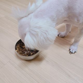 씨디랩 구강에서 장까지 한 번에 관리하는 더블락토 강아지 고양이 유산균 — 5점을 준 리뷰어가 2021년 6월 올린 사용 사진