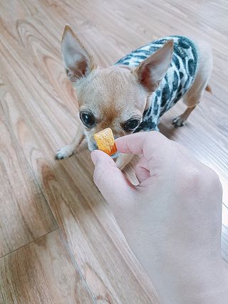 [보장균수5억] 건강한장 프로젝트 강아지간식 보스독 프로펍스트릿 170g 3종 — 5점을 준 리뷰어가 2020년 12월 올린 사용 사진
