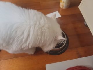 딸셋맘님이 올린 리뷰 사진 4