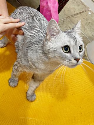 마리앤루이펫샴푸 [mari and louie pet shampoo] — 5점을 준 리뷰어가 2021년 6월 올린 사용 사진
