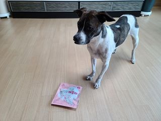 My Pet Care 천연단백질 관절건강에 개좋아 — 5점을 준 리뷰어가 2021년 3월 올린 사용 사진