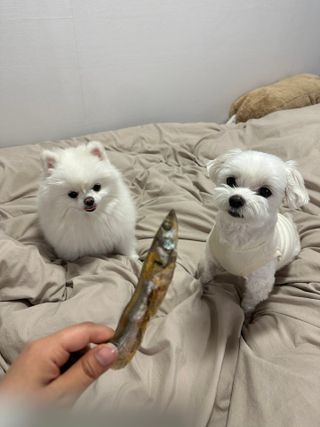 [펫시밀] 원물그대로 영양듬뿍 동결건조 왕북어트릿300g,왕치킨트릿400g,열빙어트릿300g 대용량 간식 — 5점을 준 리뷰어가 2023년 5월 올린 사용 사진