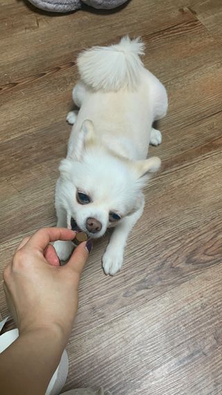 My Pet Care 천연단백질 관절건강에 개좋아 — 5점을 준 리뷰어가 2021년 2월 올린 사용 사진