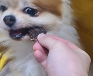 [졸리졸리] 말고기 육포 간식 (HORSE MEAT JERKY) — 5점을 준 리뷰어가 2023년 1월 올린 사용 사진