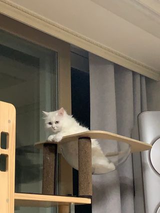 카오리온코스메틱스 데일리 바이탈 워시 퓨어버블 — 5점을 준 리뷰어가 2021년 7월 올린 사용 사진