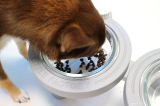 [푸디웜] 라포그  리얼인섹트 관절 저알러지 강아지 사료  1.2KG — 5점을 준 리뷰어가 2022년 8월 올린 사용 사진