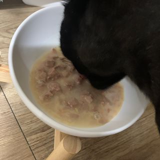 비타크래프트 포에시 델리스 고양이 파우치 85g 9가지맛 1팩씩 — 5점을 준 리뷰어가 2021년 8월 올린 사용 사진